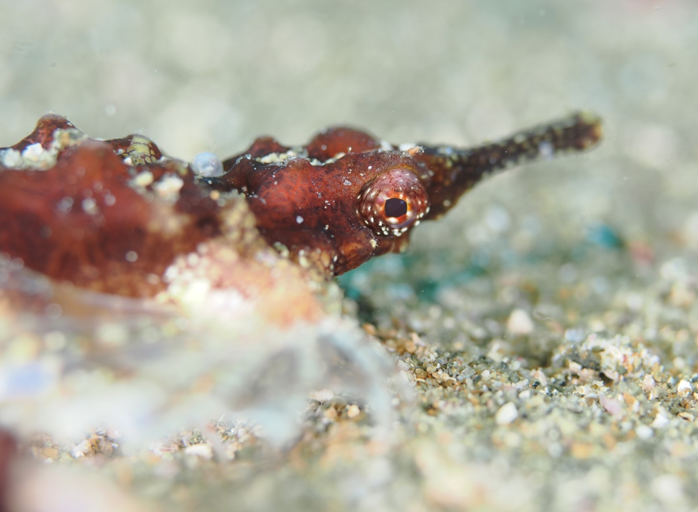 西伊豆 安良里 水中写真撮影ダイビングツアー ヤシャハゼ