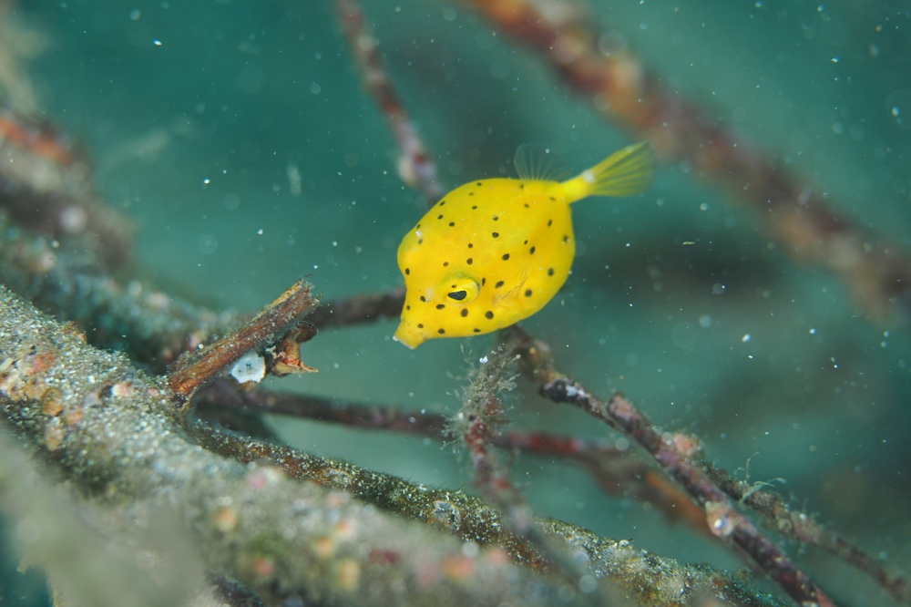 西伊豆 安良里 水中写真撮影ダイビングツアー ヤシャハゼ
