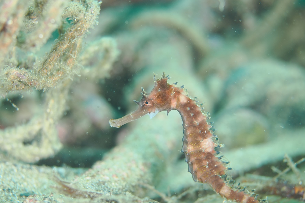 西伊豆 安良里 水中写真撮影ダイビングツアー ヤシャハゼ