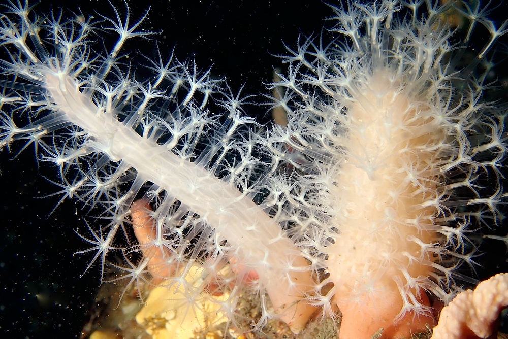 淡島ボートダイビング 沼津 平沢 ソフトコーラル