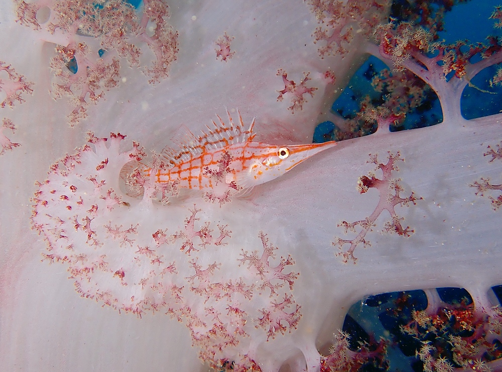 淡島ボートダイビング 沼津 平沢 ソフトコーラル