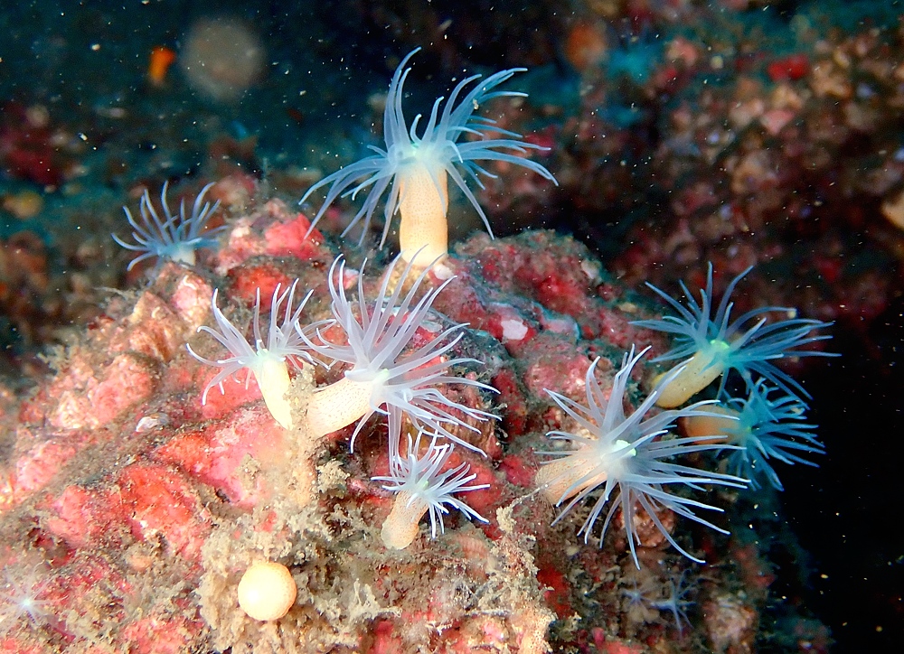 淡島ボートダイビング 沼津 平沢 ソフトコーラル