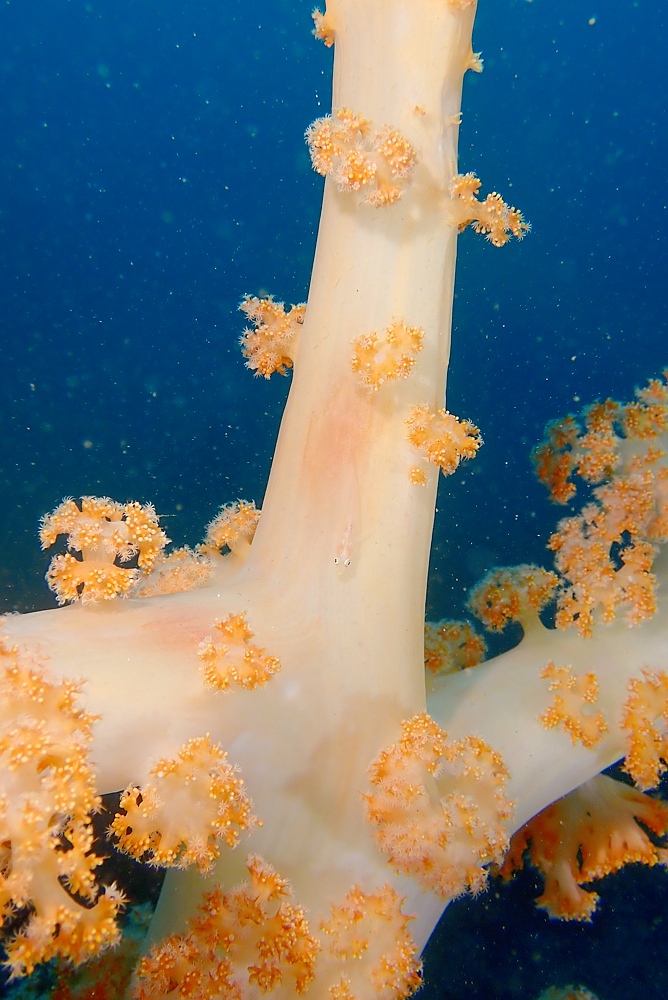 淡島ボートダイビング 沼津 平沢 ソフトコーラル