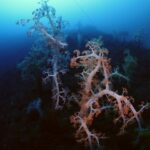 平沢　沼津　ダイビング　ボート　淡島