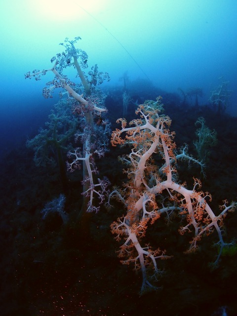 平沢　沼津　ダイビング　ボート　淡島