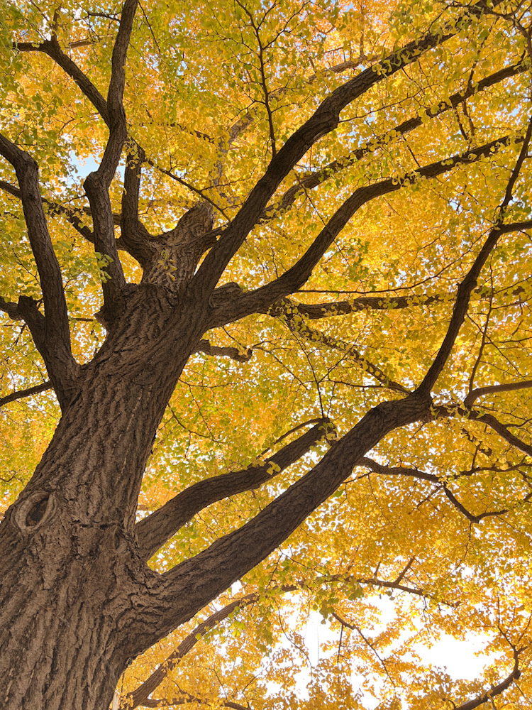 横浜 写真撮影 散歩 みなとみらい 日本大通り いちょう