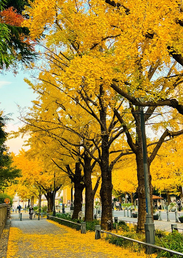 横浜 写真撮影 散歩 みなとみらい 日本大通り いちょう