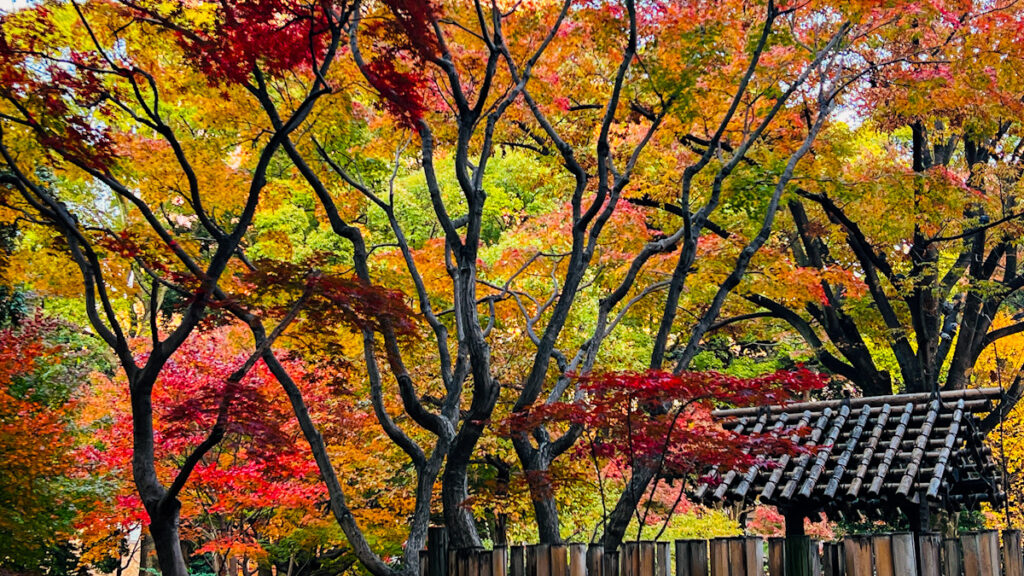 横浜 写真撮影 散歩 みなとみらい 日本大通り いちょう