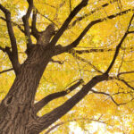 横浜　写真撮影　散歩　みなとみらい　日本大通り　いちょう