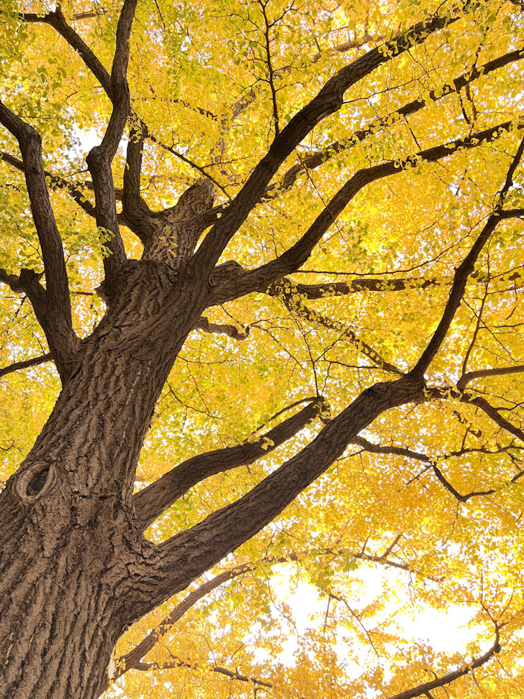 横浜 写真撮影 散歩 みなとみらい 日本大通り いちょう