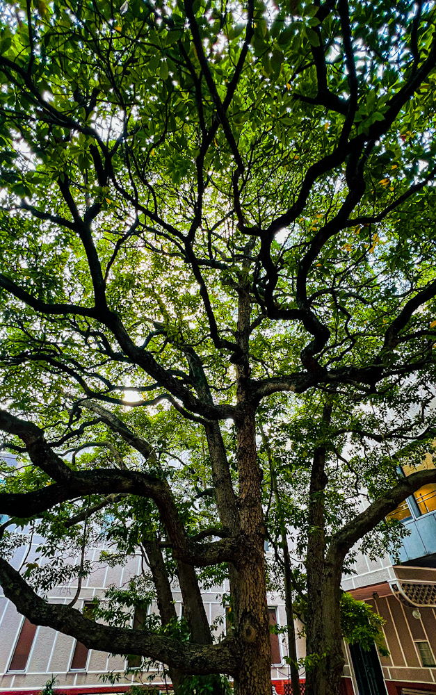 横浜 写真撮影 散歩 みなとみらい 日本大通り いちょう