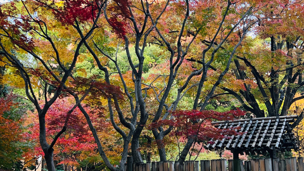 横浜 写真撮影 散歩 みなとみらい 日本大通り いちょう