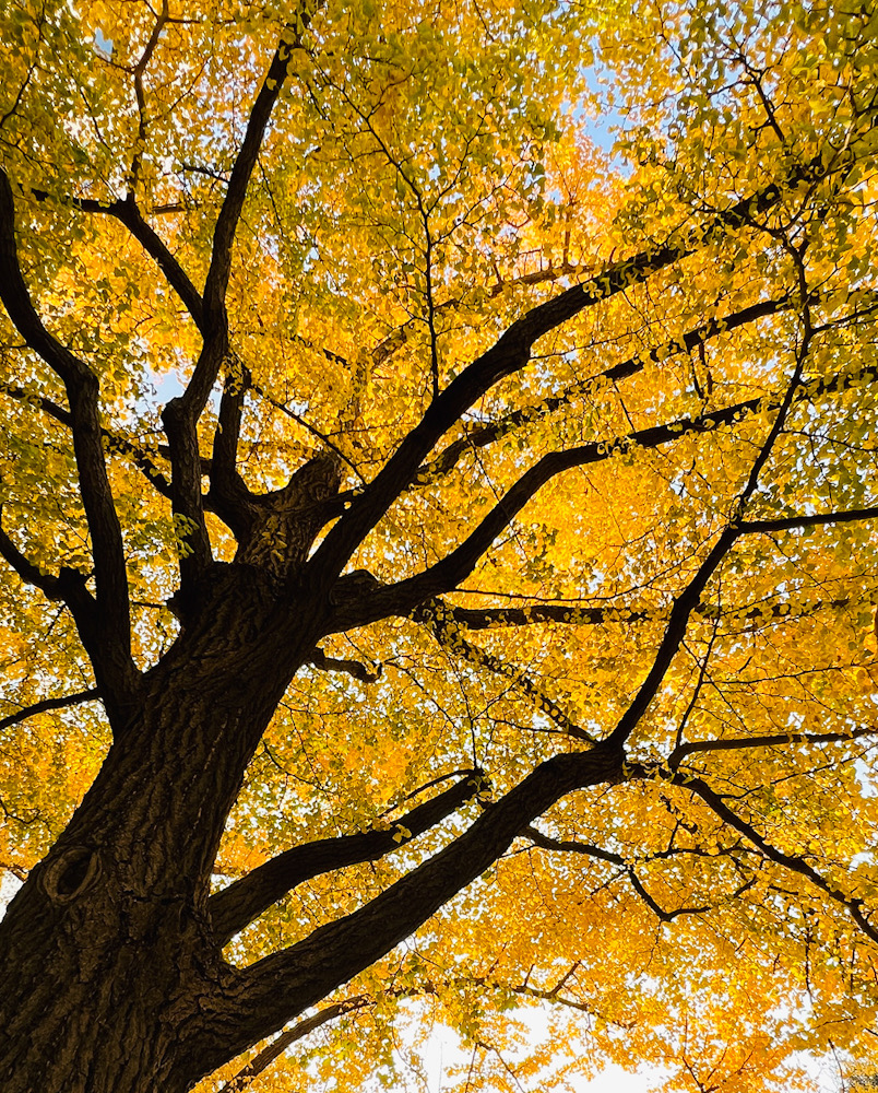 横浜 写真撮影 散歩 みなとみらい 日本大通り いちょう