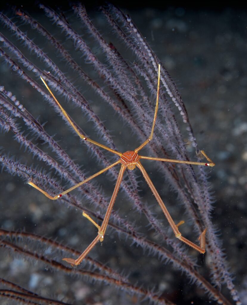 逗子　ダイビング　鎌倉沖　ムギワラエビ