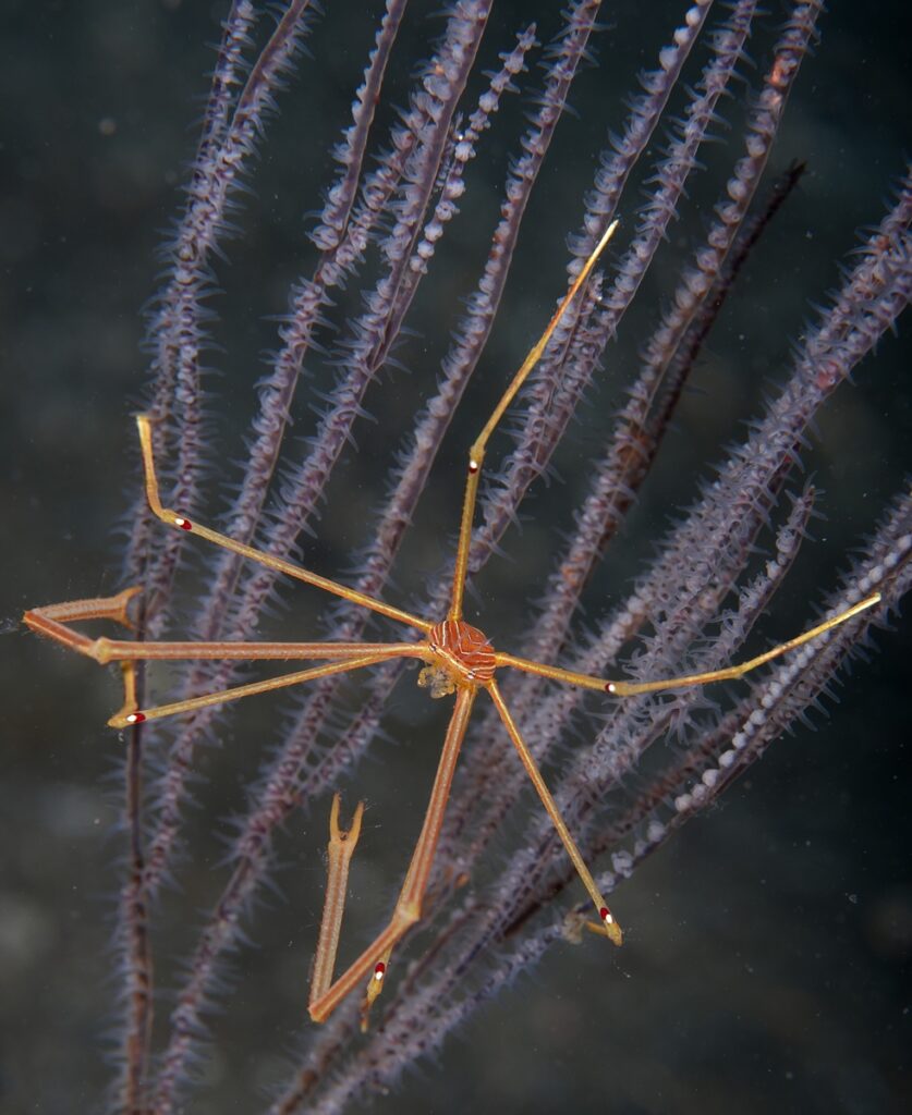 逗子　ダイビング　鎌倉沖　ムギワラエビ