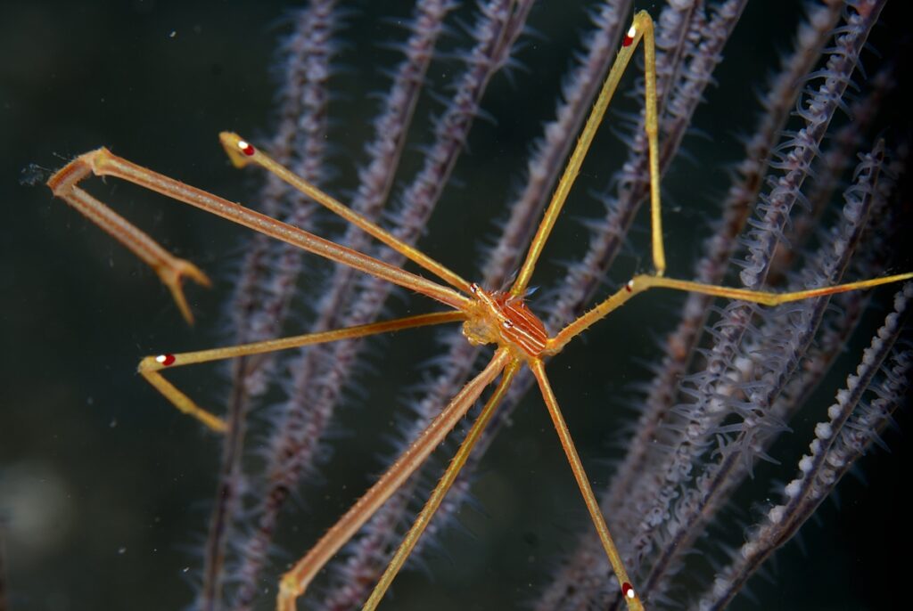 逗子　ダイビング　鎌倉沖　ムギワラエビ