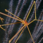 逗子　ダイビング　鎌倉沖　ムギワラエビ