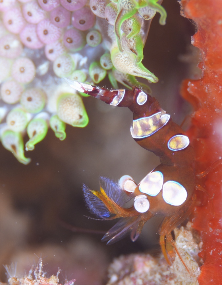 逗子　ダイビング　鎌倉沖　ムギワラエビ