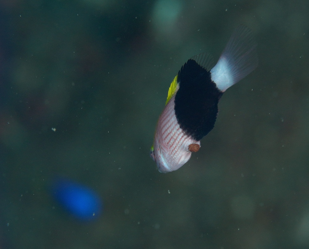 逗子　ダイビング　鎌倉沖　ムギワラエビ