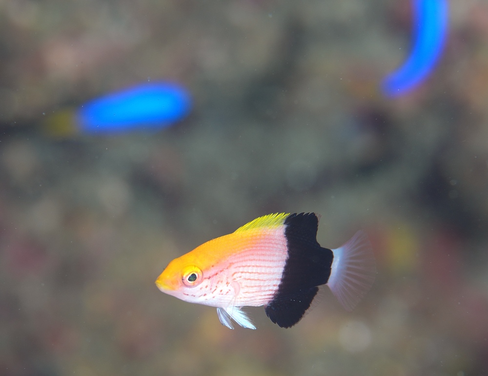 逗子　ダイビング　鎌倉沖　ムギワラエビ