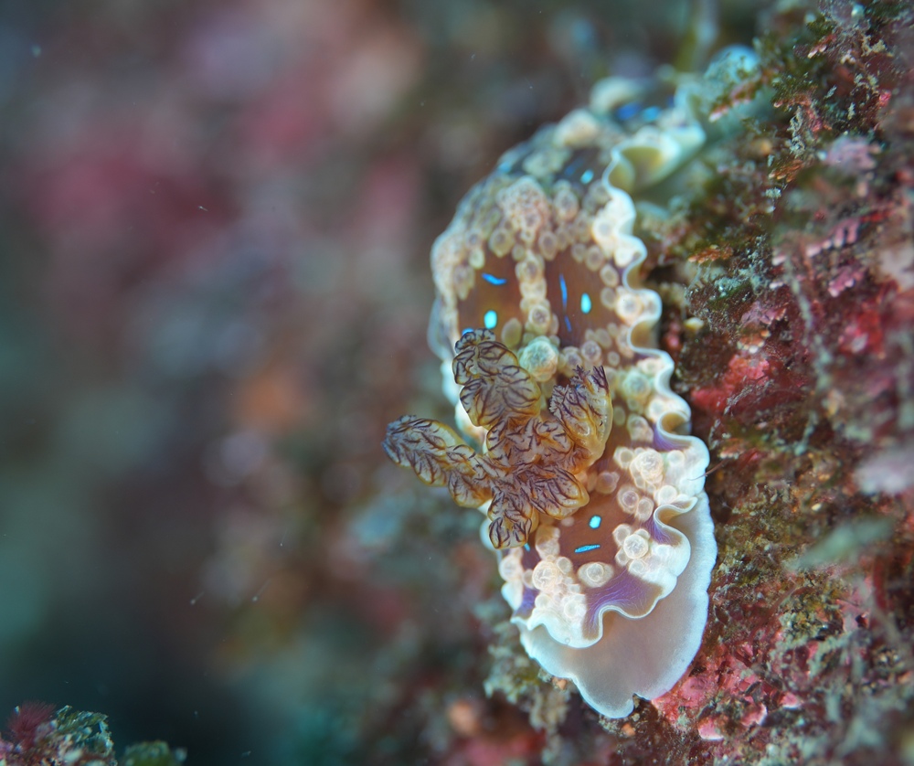 逗子　ダイビング　鎌倉沖　ムギワラエビ