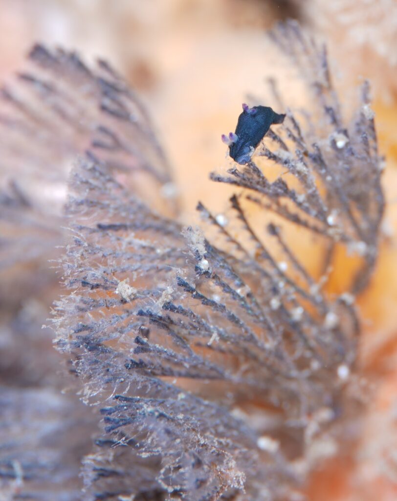 逗子　ダイビング　鎌倉沖　ムギワラエビ