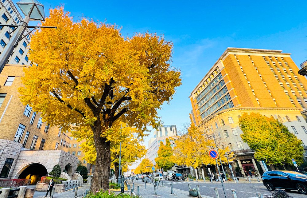 横浜 写真撮影 散歩 みなとみらい 日本大通り いちょう
