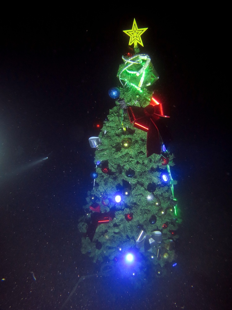 ナイトダイビング　伊豆　大瀬崎