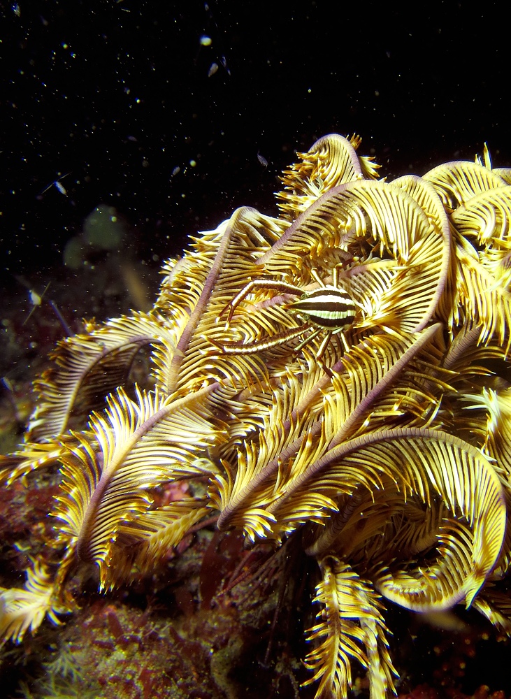 ナイトダイビング　伊豆　大瀬崎