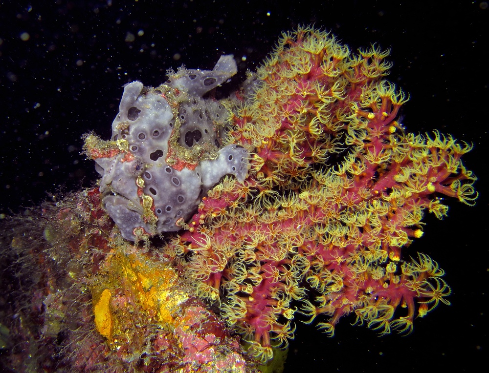 ナイトダイビング　伊豆　大瀬崎