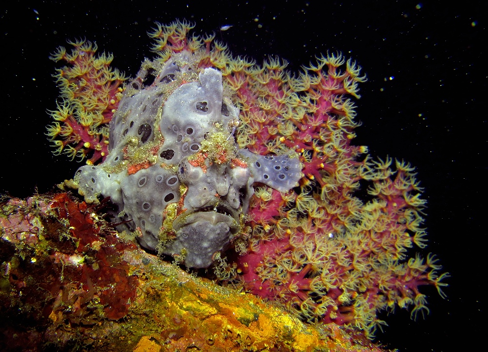 ナイトダイビング　伊豆　大瀬崎