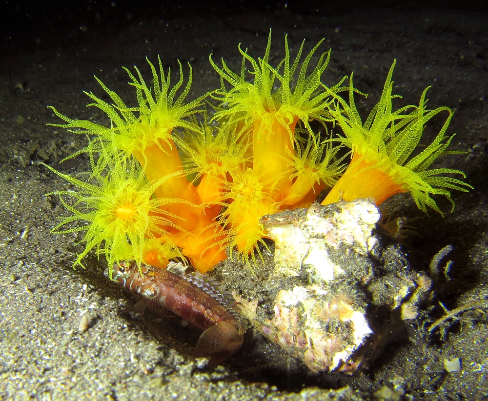 ナイトダイビング　伊豆　大瀬崎