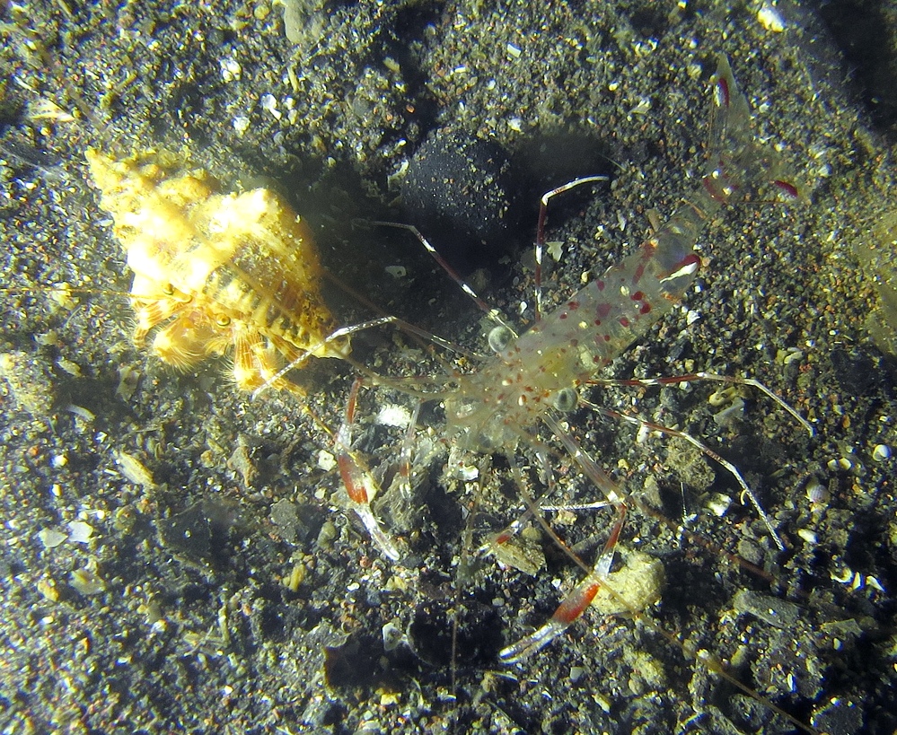 ナイトダイビング　伊豆　大瀬崎