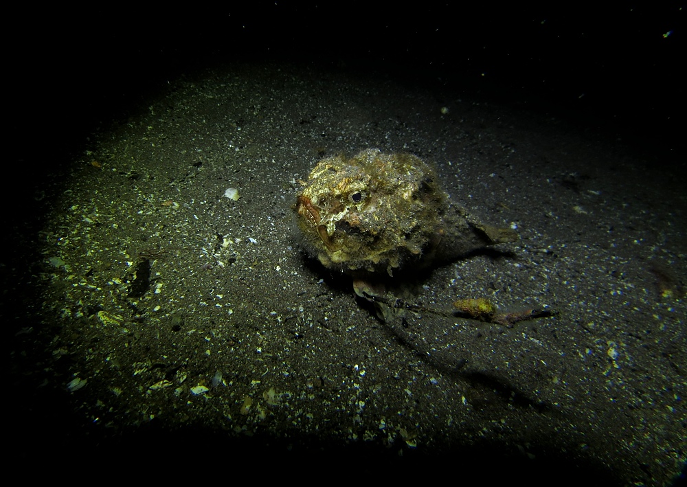 ナイトダイビング　伊豆　大瀬崎