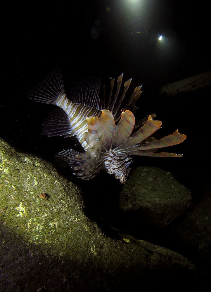 ナイトダイビング　伊豆　大瀬崎