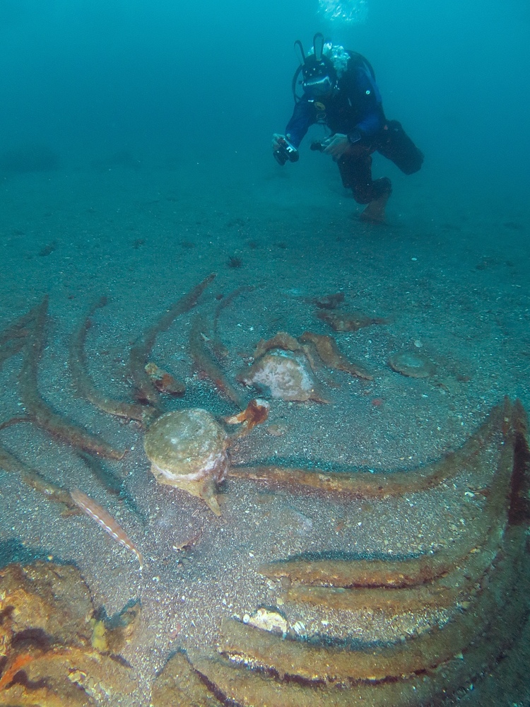 千葉県　坂田　ダイビングポイント　ザトウクジラの骨　ジャクマイヨール