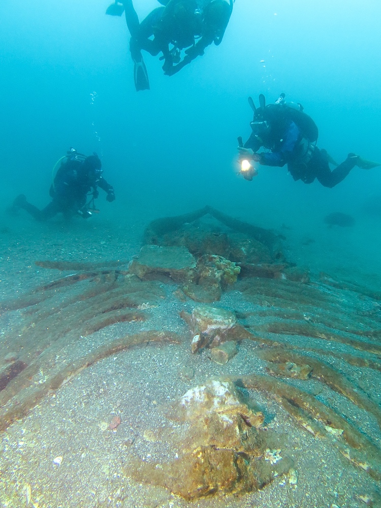千葉県　坂田　ダイビングポイント　ザトウクジラの骨　ジャクマイヨール