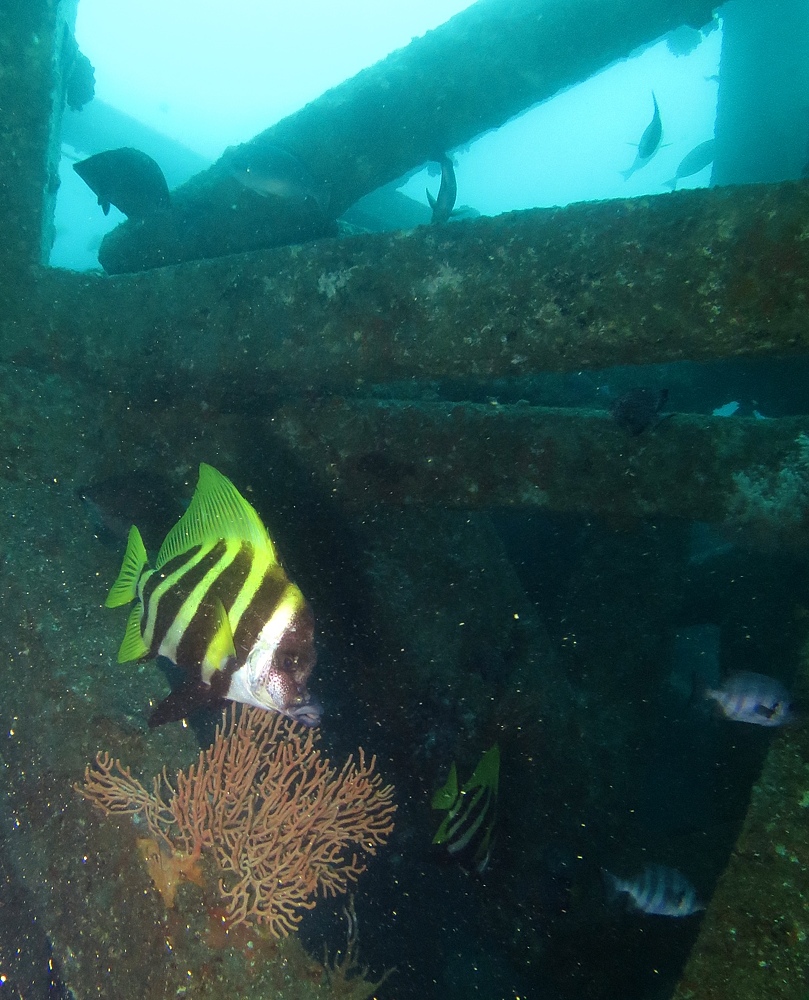 千葉県　坂田　ダイビングポイント　ザトウクジラの骨　ジャクマイヨール