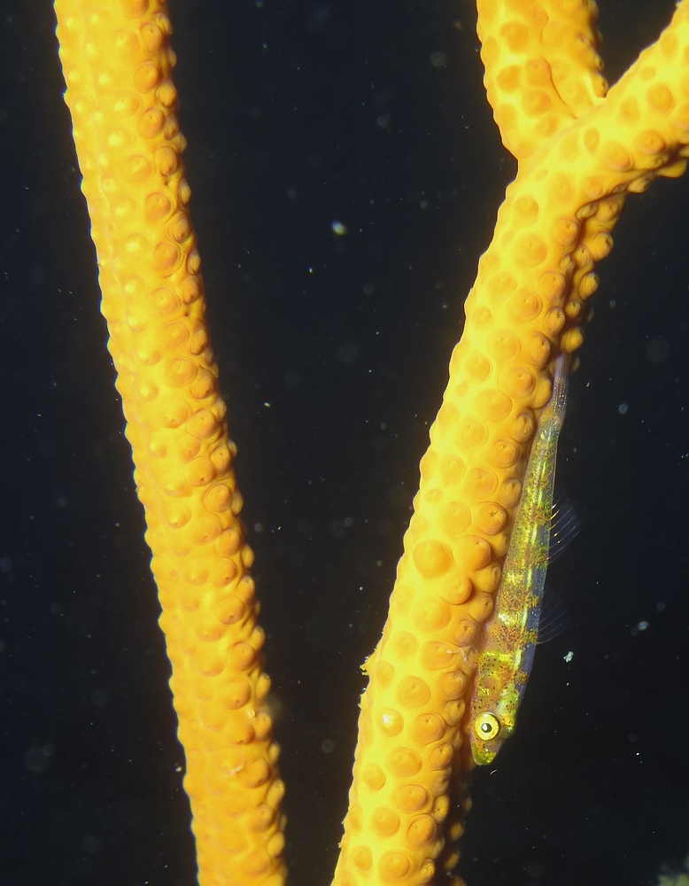 千葉県　坂田　ダイビングポイント　ザトウクジラの骨　ジャクマイヨール