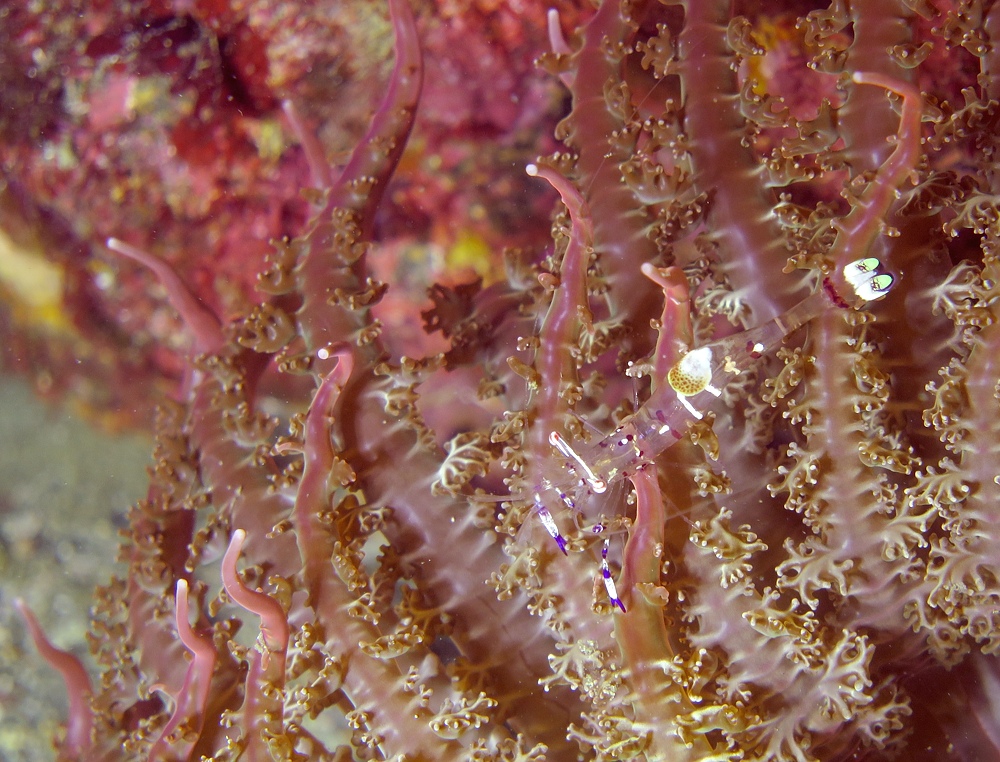 千葉県　坂田　ダイビングポイント　ザトウクジラの骨　ジャクマイヨール