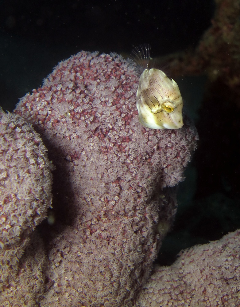千葉県　坂田　ダイビングポイント　ザトウクジラの骨　ジャクマイヨール