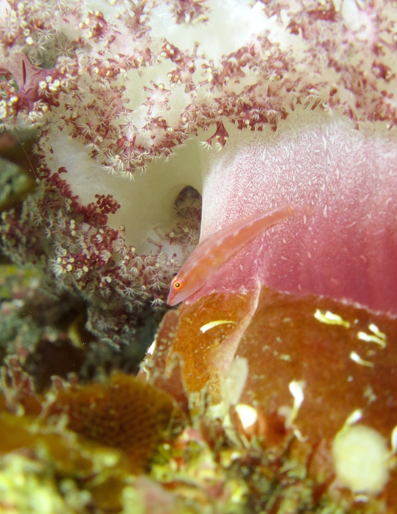 千葉県　坂田　ダイビングポイント　ザトウクジラの骨　ジャクマイヨール