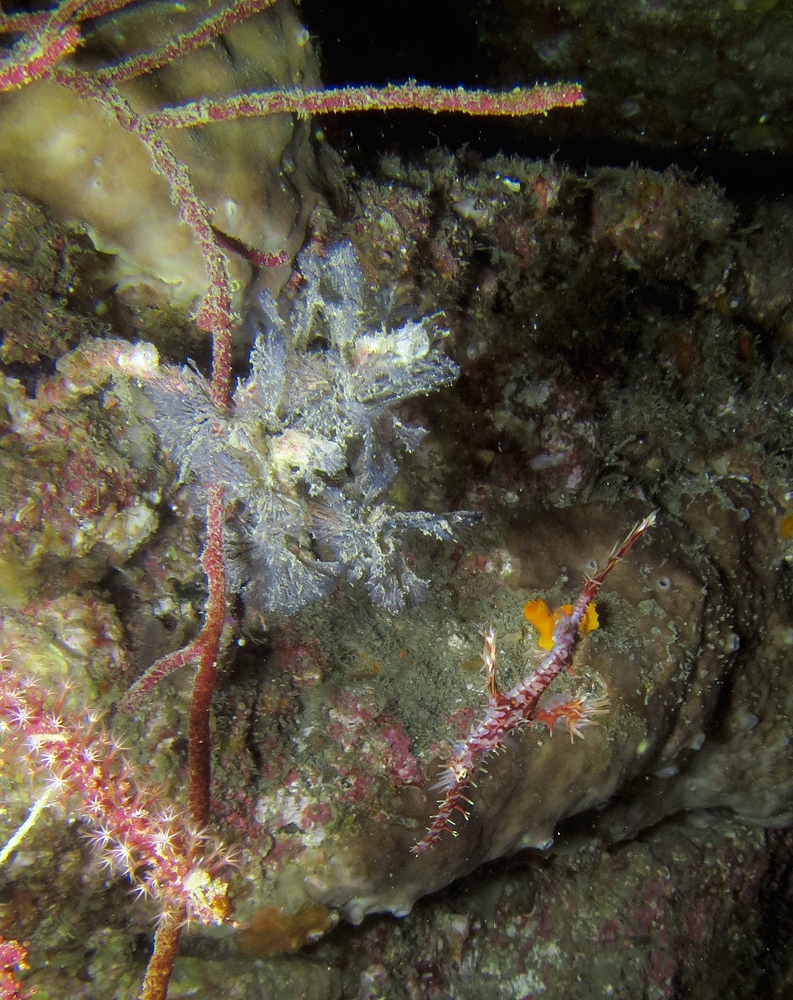 千葉県　坂田　ダイビングポイント　ザトウクジラの骨　ジャクマイヨール