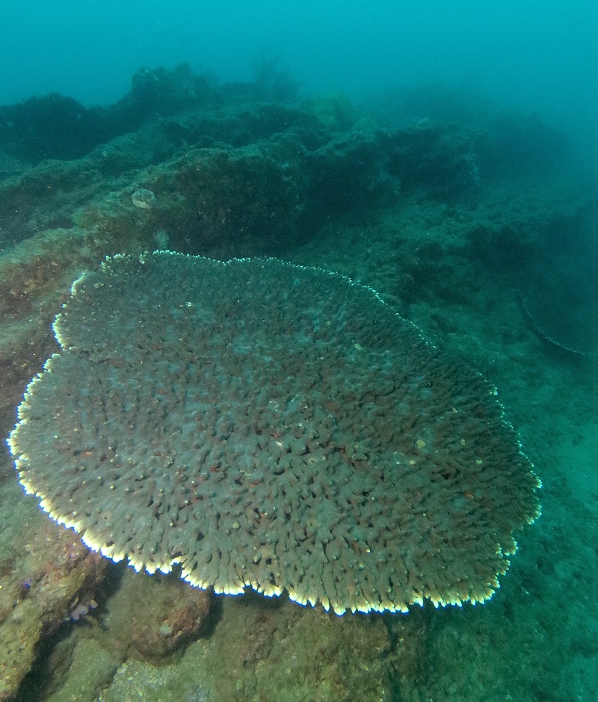千葉県　坂田　ダイビングポイント　ザトウクジラの骨　ジャクマイヨール
