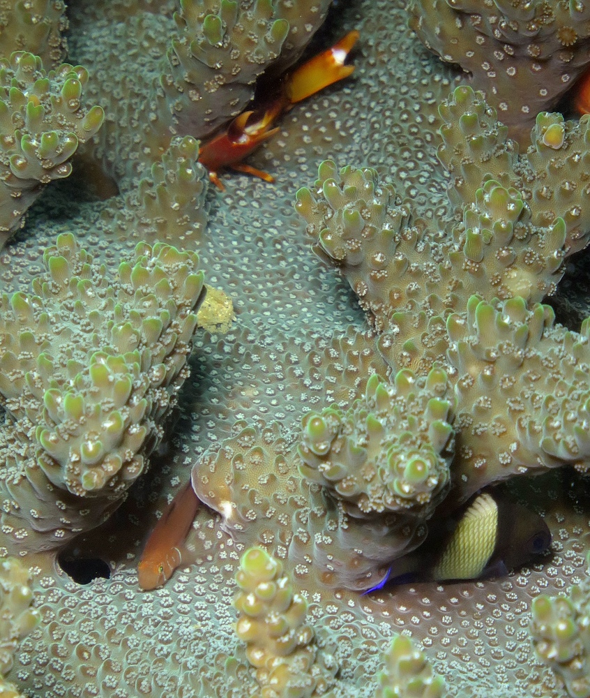 千葉県　坂田　ダイビングポイント　ザトウクジラの骨　ジャクマイヨール