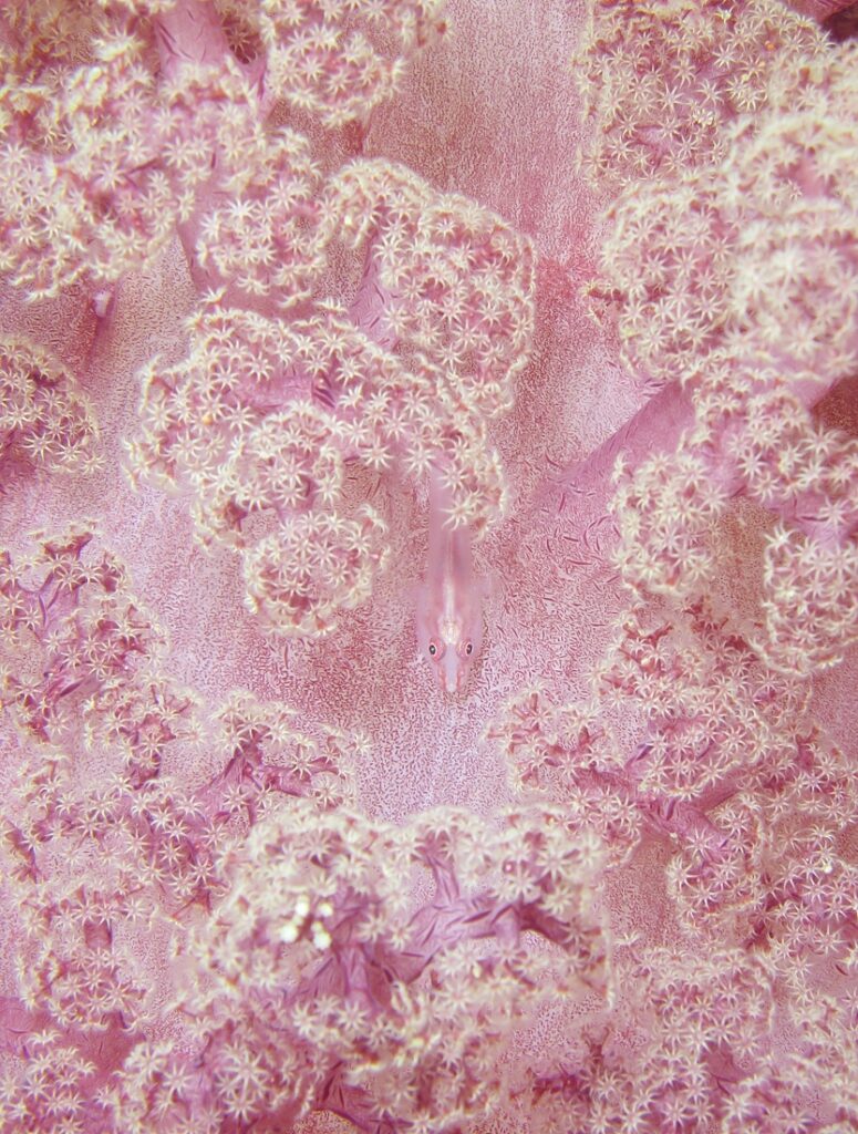 千葉県　坂田　ダイビングポイント　ザトウクジラの骨　ジャクマイヨール