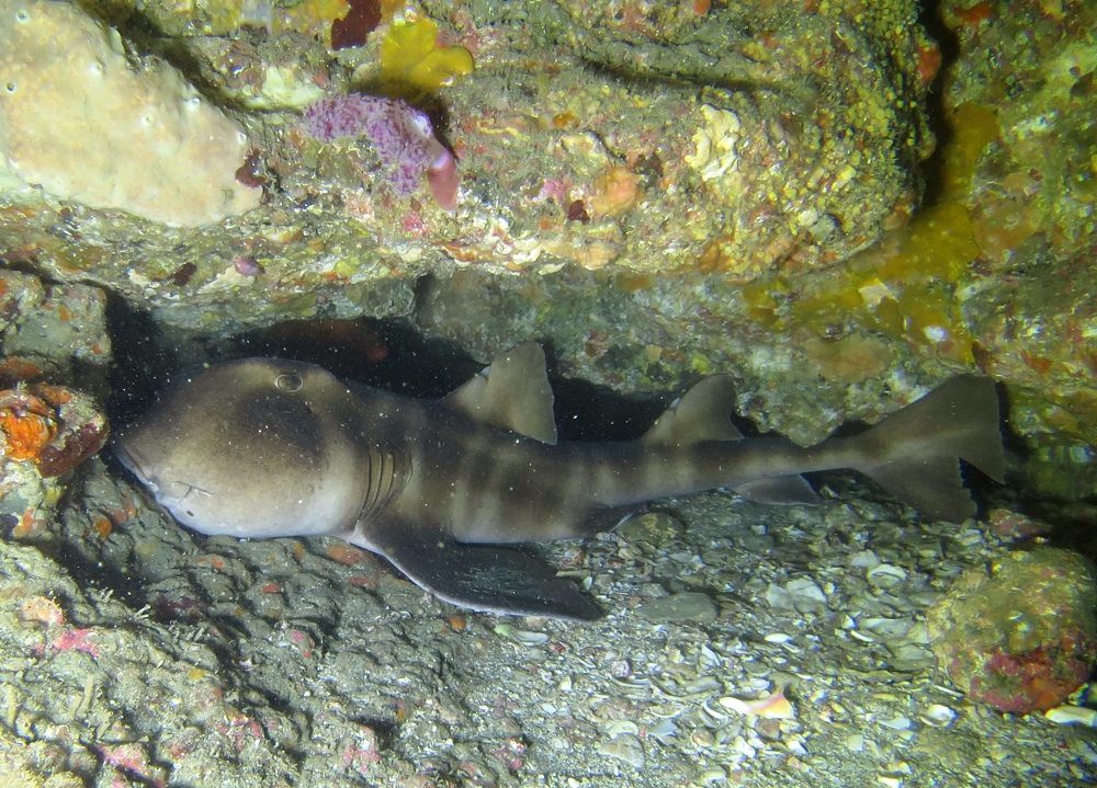 千葉県　坂田　ダイビングポイント　ザトウクジラの骨　ジャクマイヨール