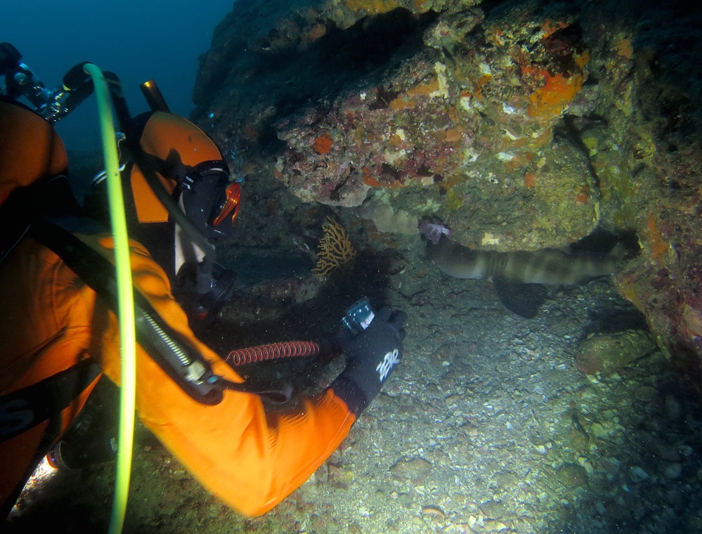 千葉県　坂田　ダイビングポイント　ザトウクジラの骨　ジャクマイヨール