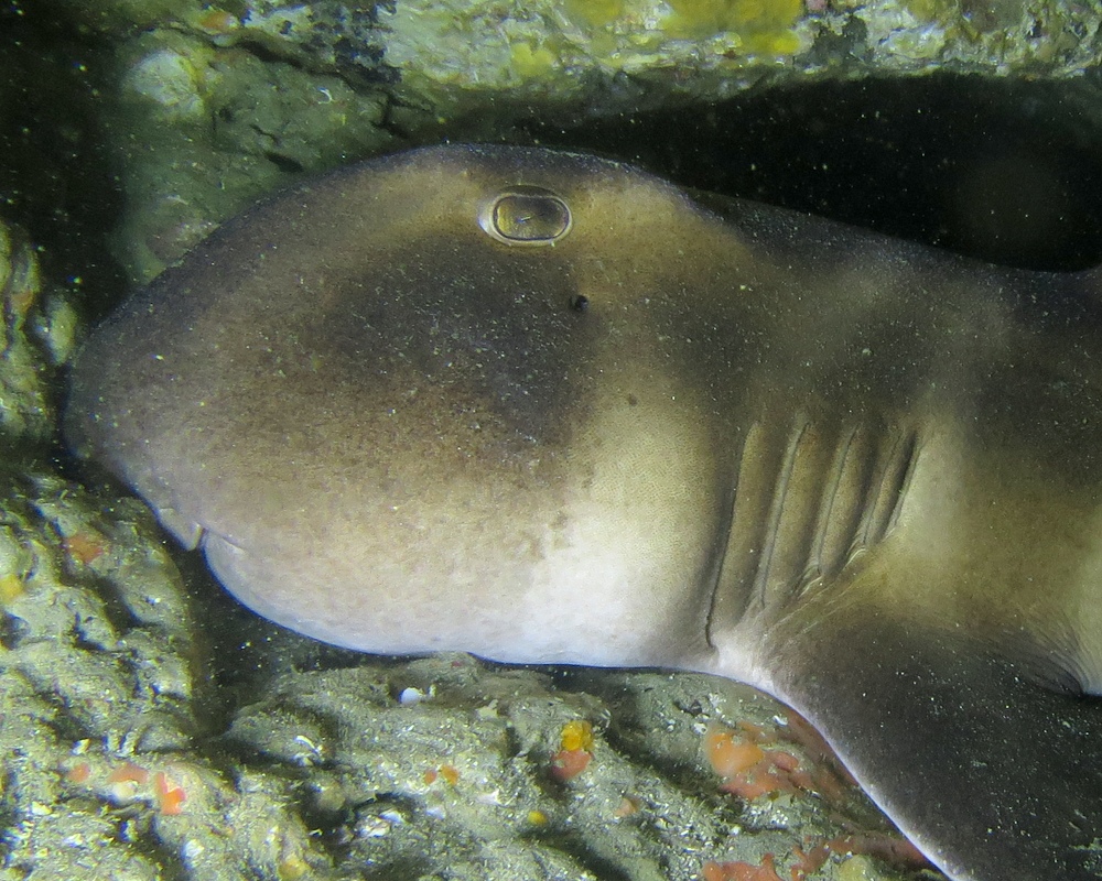 千葉県　坂田　ダイビングポイント　ザトウクジラの骨　ジャクマイヨール