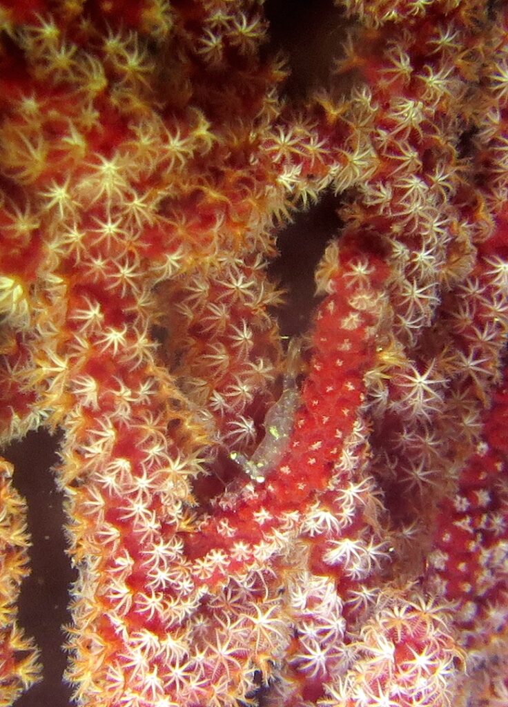 千葉県　坂田　ダイビングポイント　ザトウクジラの骨　ジャクマイヨール